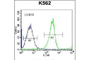 Flow cytometric analysis of K562 cells (right histogram) compared to a negative control cell (left histogram). (RPS4Y1 抗体  (AA 76-105))