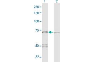 Western Blot analysis of PPP2R1A expression in transfected 293T cell line by PPP2R1A MaxPab polyclonal antibody.