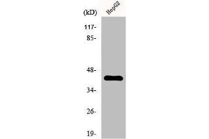 Western Blot analysis of HepG2 cells using EP3 Polyclonal Antibody (PTGER3 抗体  (N-Term))