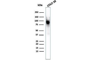 Western Blot Analysis of COLO-38 cell lysate using gp100 Mouse Monoclonal Antibody (PMEL/2037). (Melanoma gp100 抗体  (AA 376-502))