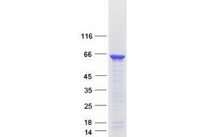 Western Blotting (WB) image for APOBEC1 Complementation Factor (A1CF) (Transcript Variant 2) protein (Myc-DYKDDDDK Tag) (ABIN2714808)