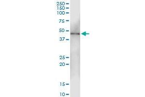 Immunoprecipitation of DYX1C1 transfected lysate using anti-DYX1C1 MaxPab rabbit polyclonal antibody and Protein A Magnetic Bead , and immunoblotted with DYX1C1 purified MaxPab mouse polyclonal antibody (B01P) . (DYX1C1 抗体  (AA 1-381))