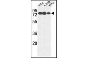 Western blot analysis of Beta-glucuronidase Antibody (Center) in WiDr, A2058, K562 cell line lysates (35ug/lane).