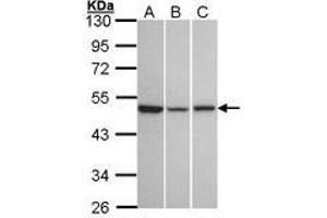 Image no. 1 for anti-KISS1 Receptor (KISS1R) (AA 309-372) antibody (ABIN467402) (KISS1R 抗体  (AA 309-372))