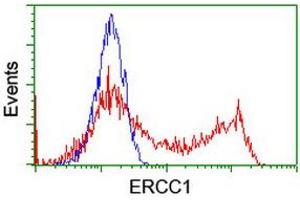 Image no. 3 for anti-Excision Repair Cross Complementing Polypeptide-1 (ERCC1) antibody (ABIN1498065) (ERCC1 抗体)