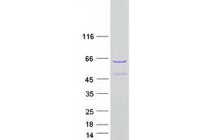 Western Blotting (WB) image for Shootin-1 (SHTN1) (Transcript Variant 2) protein (Myc-DYKDDDDK Tag) (ABIN2732006)
