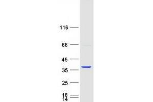 Western Blotting (WB) image for Hydroxyacylglutathione Hydrolase-Like (HAGHL) (Transcript Variant 2) protein (Myc-DYKDDDDK Tag) (ABIN2723148)