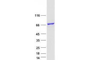 Western Blotting (WB) image for Kinesin Light Chain 2 (KLC2) (Transcript Variant 3) protein (Myc-DYKDDDDK Tag) (ABIN2724275)