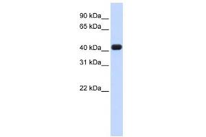 RTCD1 antibody used at 1 ug/ml to detect target protein. (RTCD1 抗体  (N-Term))