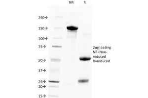 SDS-PAGE Analysis of Purified, BSA-Free, Unlabeled Human Nuclear Antigen Antibody (clone 235-1). (Nuclear Marker 抗体  (PE))