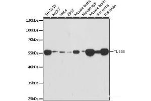 Western blot analysis of extracts of various cell lines using TUBB3 Monoclonal Antibody at dilution of 1:1000. (TUBB3 抗体)