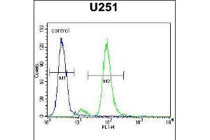 Flow cytometric analysis of U251 cells (right histogram) compared to a negative control cell (left histogram). (ZIK1 抗体  (AA 186-215))