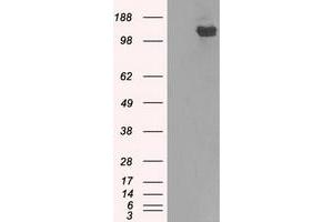 Image no. 7 for anti-Budding Uninhibited By Benzimidazoles 1 Homolog beta (Yeast) (BUB1B) antibody (ABIN1497000) (BUB1B 抗体)