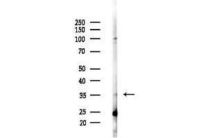 Western blot analysis of lysates from 293 cells(starvation,24h treatment), using TAS2R44 Antibody at 1/1000 dilution.