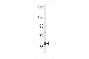EFCB7 Antibody (C-term) (ABIN658018 and ABIN2846956) western blot analysis in mouse Neuro-2a cell line lysates (35 μg/lane). (EFCAB7 抗体  (C-Term))