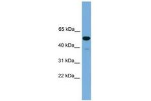Image no. 1 for anti-One Cut Homeobox 3 (ONECUT3) (C-Term) antibody (ABIN6744625) (ONECUT3 抗体  (C-Term))