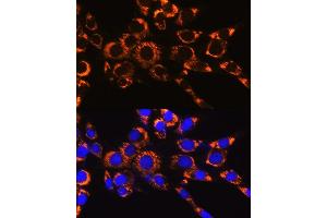 Immunofluorescence analysis of NIH-3T3 cells using IDH2 Rabbit mAb (ABIN7268028) at dilution of 1:100 (40x lens). (IDH2 抗体)
