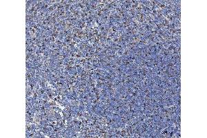 IHC analysis of IL-10/IL10 using anti-IL-10/IL10 antibody (ABIN7599986).
