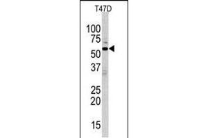 Western blot analysis of anti-ERK8 Antibody (N-term) (ABIN391796 and ABIN2841651) in T47D cell line lysates (35 μg/lane). (MAPK15 抗体  (N-Term))