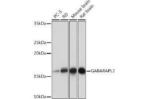 Western blot analysis of extracts of various cell lines, using G Rabbit mAb (ABIN7267326) at 1:1000 dilution. (GABARAPL2 抗体)