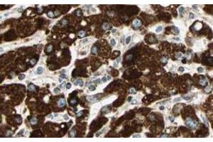 Image no. 3 for anti-Sprouty RTK Signaling Antagonist 4 (SPRY4) (AA 306-322) antibody (ABIN401284) (SPRY4 抗体  (AA 306-322))
