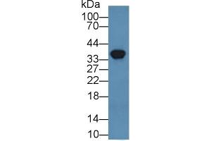 Detection of ANXA3 in Human HEK293 cell lysate using Polyclonal Antibody to Annexin A3 (ANXA3) (Annexin A3 抗体  (AA 26-160))