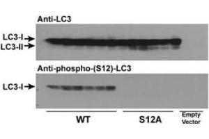 Immunoblots of phosphorylated LC3 (phospho-LC3) in CHO cell culture. (MAP1LC3A 抗体  (N-Term, pSer12))