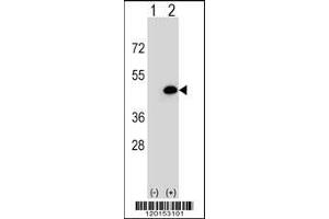 Western blot analysis of EIF3H using rabbit polyclonal EIF3H Antibody using 293 cell lysates (2 ug/lane) either nontransfected (Lane 1) or transiently transfected (Lane 2) with the EIF3H gene.
