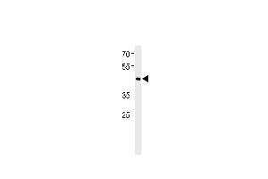 BHLH3 Antibody (N-term) (ABIN651934 and ABIN2840462) western blot analysis in RD cell line lysates (35 μg/lane). (BHLH3 抗体  (N-Term))