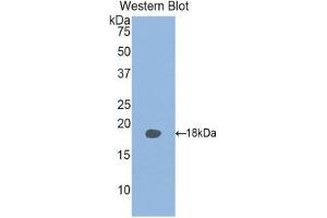 Western Blotting (WB) image for anti-Retinol Binding Protein 2, Cellular (RBP2) (AA 1-134) antibody (ABIN1078477)