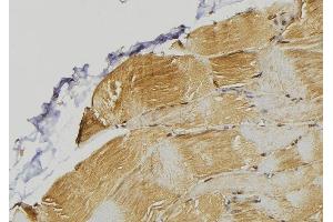 ABIN6272974 at 1/100 staining Mouse muscle tissue by IHC-P. (PDLIM7 抗体  (N-Term))