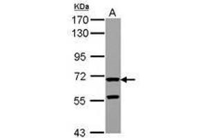 Image no. 2 for anti-Zona Pellucida Glycoprotein 2 (ZP2) (AA 1-313) antibody (ABIN1501855) (ZP2 抗体  (AA 1-313))