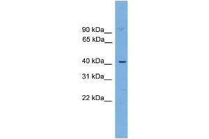 WB Suggested Anti-WBP4  Antibody Titration: 0. (WBP4 抗体  (N-Term))