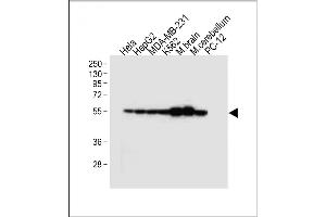 All lanes : Anti-TUBB2B Antibody (N-term) at 1:4000 dilution Lane 1: Hela whole cell lysate Lane 2: HepG2 whole cell lysate Lane 3: MDA-MB-231 whole cell lysate Lane 4: K562 whole cell lysate Lane 5: Mouse brain tissue lysate Lane 6: Mouse cerebellum tissue lysate Lane 7: PC-12 whole cell lysate Lysates/proteins at 20 μg per lane. (TUBB2B 抗体  (N-Term))