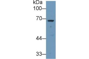Western blot analysis of Human Liver lysate, using Rabbit Anti-Human ANGPT2 Antibody (1 µg/ml) and HRP-conjugated Goat Anti-Rabbit antibody (abx400043, 0. (Angiopoietin 2 抗体  (AA 24-165))