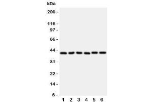 Western blot testing of WISP1 antibody and rat samples 1: heart (WISP1 抗体  (C-Term))