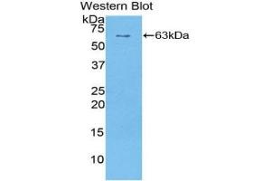 Detection of Recombinant SULF1, Human using Polyclonal Antibody to Sulfatase 1 (SULF1) (SULF1 抗体  (AA 609-871))