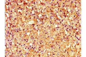 Immunohistochemistry of paraffin-embedded human adrenal gland tissue using ABIN7148633 at dilution of 1:100 (CRHR2 抗体  (AA 20-108))