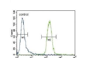 CYP3A4 Antibody (Center) ABIN392216 flow cytometric analysis of CEM cells (right histogram) compared to a negative control cell (left histogram). (CYP3A4 抗体  (AA 228-255))
