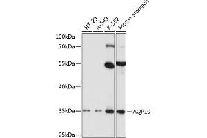 Western blot analysis of extracts of various cell lines, using  antibody (ABIN3016923, ABIN3016924, ABIN3016925 and ABIN6219882) at 1:1000 dilution. (Aquaporin 10 抗体  (AA 209-301))