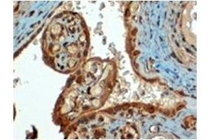 Image no. 3 for anti-CD274 (PD-L1) (C-Term) antibody (ABIN374512) (PD-L1 抗体  (C-Term))