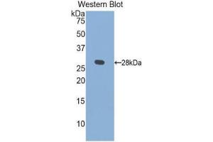Western Blotting (WB) image for anti-Kallikrein 1 (KLK1) (AA 25-261) antibody (ABIN3207471) (Kallikrein 1 抗体  (AA 25-261))