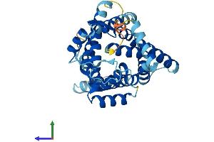 Protein Structure (PS) image for Solute Carrier Family 25 (Mitochondrial Carrier, Peroxisomal Membrane Protein, 34kDa), Member 17 (SLC25A17) (AA 1-307) protein (His tag) (ABIN7562578)