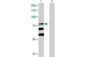 Western Blot analysis of ITGB8 expression in transfected 293T cell line by ITGB8 MaxPab polyclonal antibody. (ITGB8 抗体  (AA 1-769))