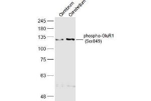 Lane 1: Mouse Cerebrum lysates Lane 2: Mouse Cerebellum lysates probed with phospho-GluR1 (Ser849) Polyclonal Antibody, Unconjugated  at 1:500 dilution and 4˚C overnight incubation. (Glutamate Receptor 1 抗体  (pSer849))