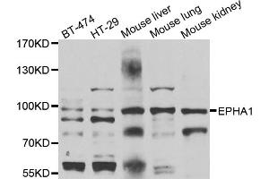 Western blot analysis of extracts of various cell lines, using EPHA1 antibody (ABIN4903585) at 1:1000 dilution. (EPHA1 抗体)