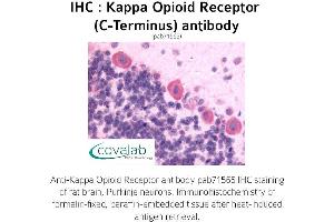 Image no. 1 for anti-Opioid Receptor, kappa 1 (OPRK1) (C-Term) antibody (ABIN1736160) (OPRK1 抗体  (C-Term))