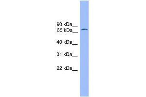 WB Suggested Anti-POU2F1 Antibody Titration:  0. (POU2F1 抗体  (N-Term))