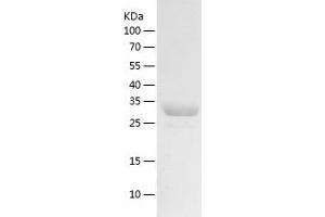 Western Blotting (WB) image for DnaJ (Hsp40) Homolog, Subfamily B, Member 1 (DNAJB1) (AA 1-340) protein (His-IF2DI Tag) (ABIN7122691)