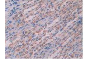 IHC-P analysis of Rat Stomach Tissue, with DAB staining. (Cathepsin D 抗体  (AA 120-407))